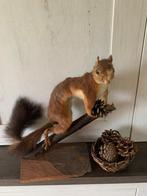 Opgezette eekhoorn, Collections, Collections Animaux, Enlèvement, Utilisé, Animal sauvage, Animal empaillé