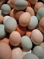 Broedeieren verrassingseitjes