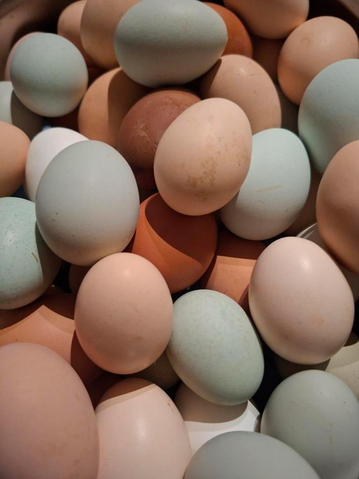 Broedeieren verrassingseitjes, Dieren en Toebehoren, Pluimvee