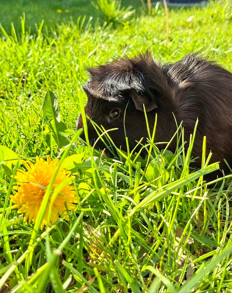 Tam Cavia beertje zoekt nieuwe warme huis., Dieren en Toebehoren, Cavia, Augustus, Mannelijk, Tam