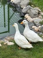 Witte Hollandse kwaker, vrouwtje, Dieren en Toebehoren, Pluimvee, Vrouwelijk, Eend