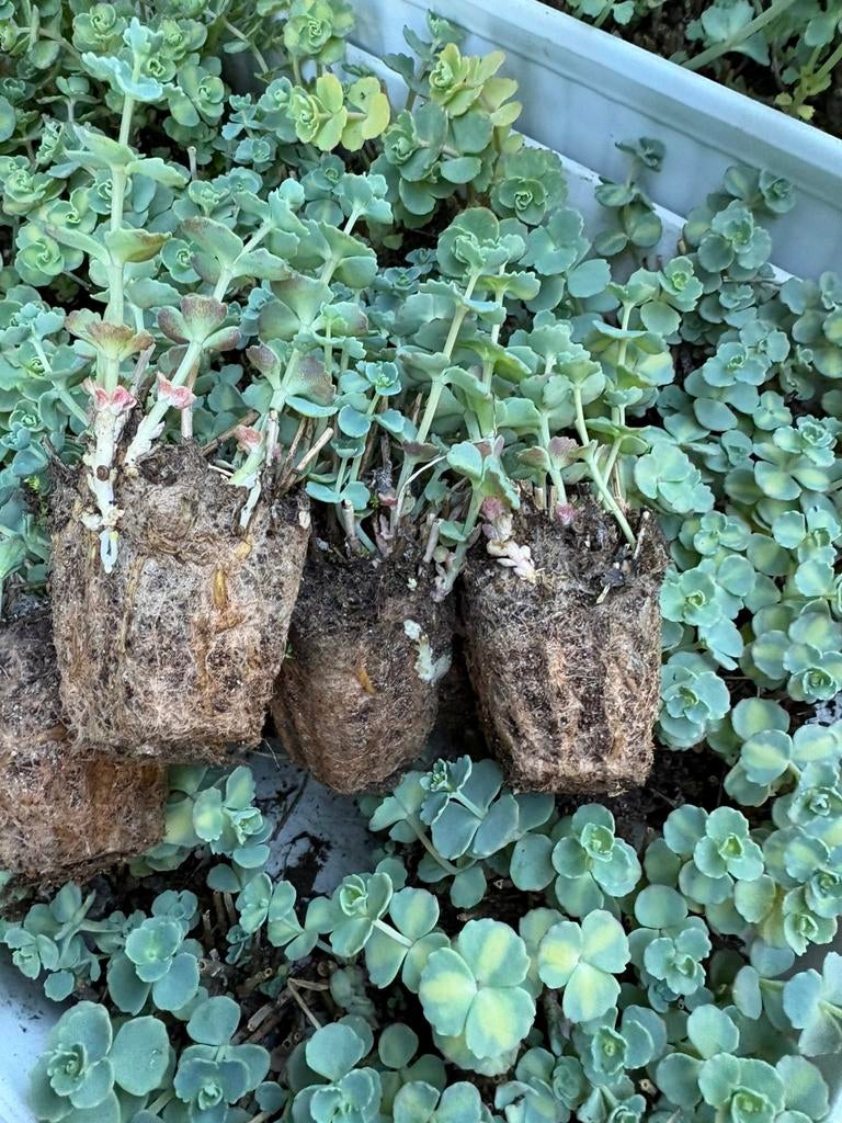 Stekken sieboldii winterhard, Ophalen