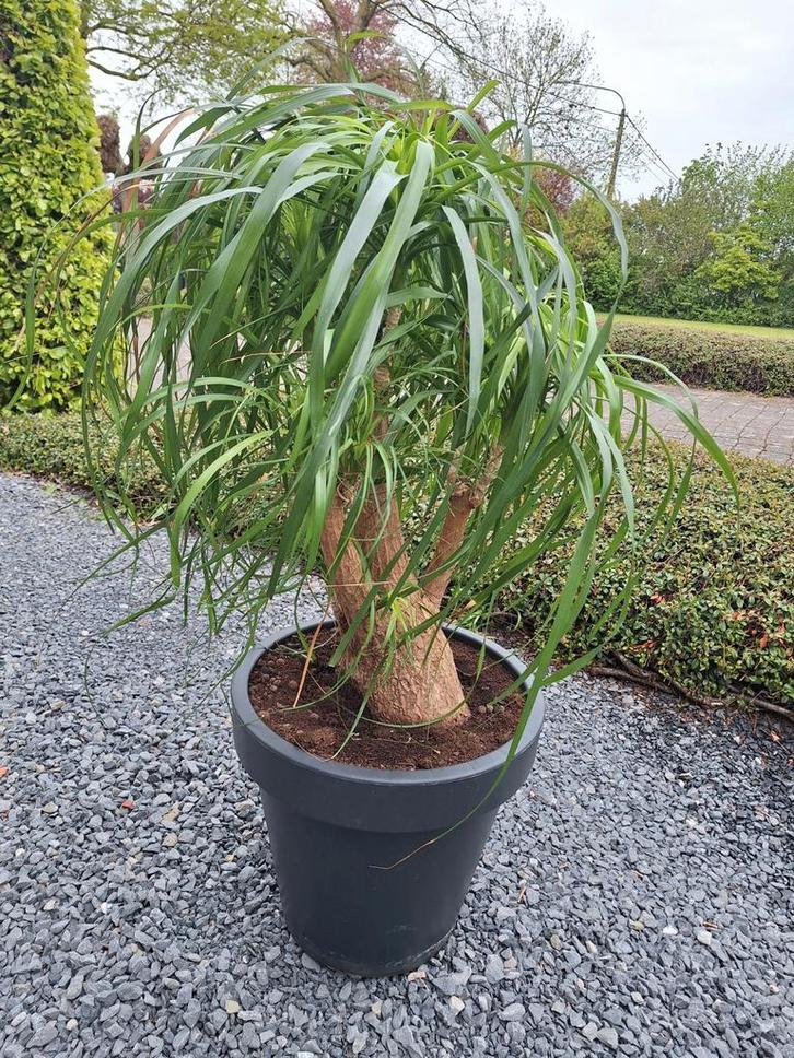 Kamerplant 'Olifantenpoot', Huis en Inrichting, Kamerplanten, Ophalen