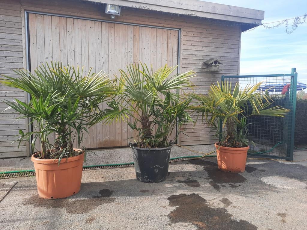 Palmboom winterhard, Tuin en Terras, Planten | Bomen, Ophalen, Palmboom