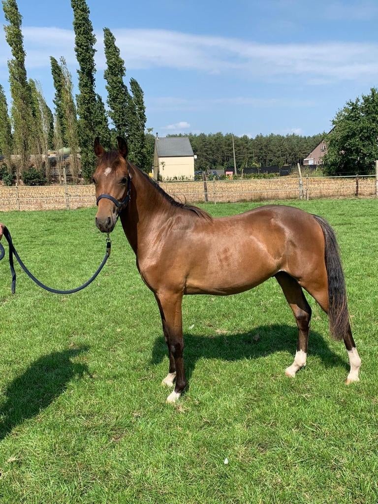 Forest D-pony, Dieren en Toebehoren, Pony's, Ruin, D pony (1.37m tot 1.48m)