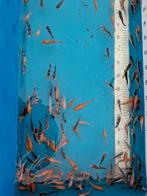 Japanse koi tosai nakweek 6/8 cm, Dieren en Toebehoren