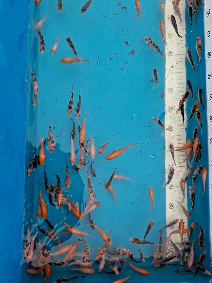 Japanse koi tosai nakweek 6/8 cm, Dieren en Toebehoren, Vissen | Vijvervissen