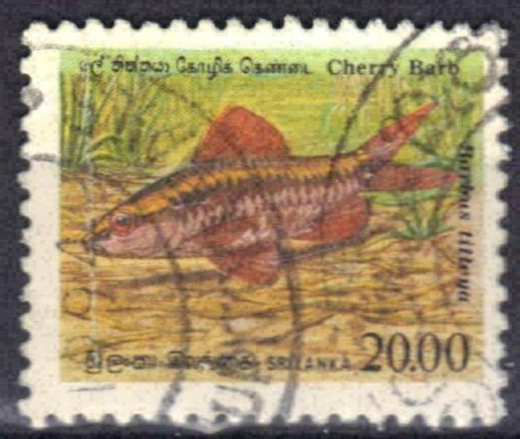 Sri Lanka 1990 - Yvert 938 - Poissons indigènes (ST), Timbres & Monnaies, Timbres | Asie, Affranchi, Envoi