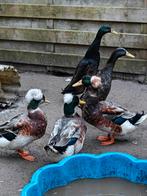 2 Loopeenden & 3 kuifeenden, Plusieurs animaux, Canard