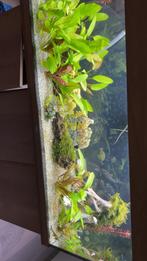 Juwel aquarium 240L, Animaux & Accessoires, Poissons | Aquariums & Accessoires, Comme neuf, Enlèvement, Chauffage, Juwel