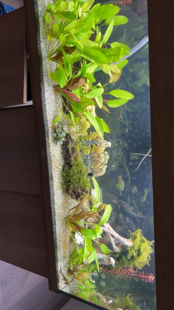 Juwel aquarium 240L, Animaux & Accessoires, Poissons | Aquariums & Accessoires, Comme neuf, Filter, Chauffage, Juwel, Enlèvement