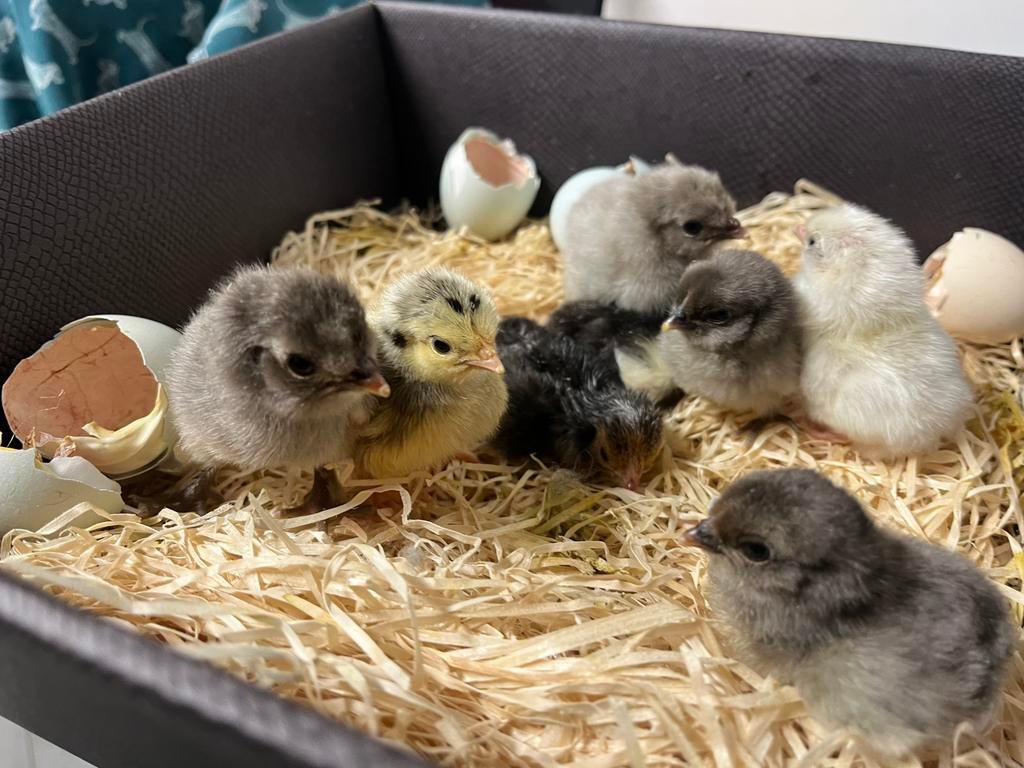 Kuikentjes, Dieren en Toebehoren, Pluimvee