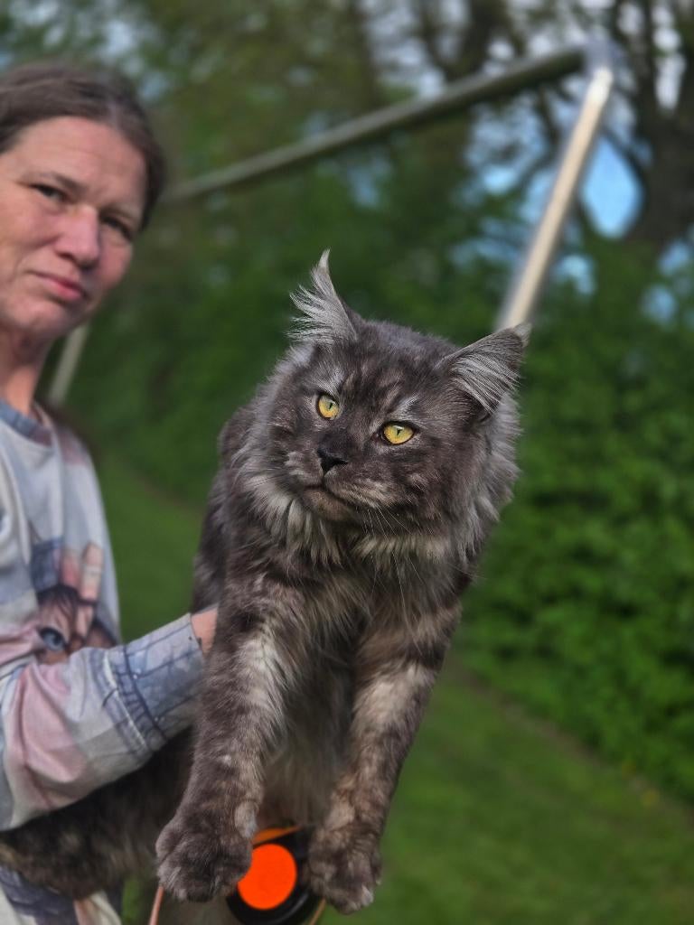 Compleet getest maine coon kater, Dieren en Toebehoren, Katten en Kittens | Raskatten | Langhaar, Kater, 0 tot 2 jaar, Met stamboom