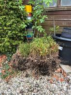 Bamboe -2 kluiten - niet woekerend, Tuin en Terras, Ophalen