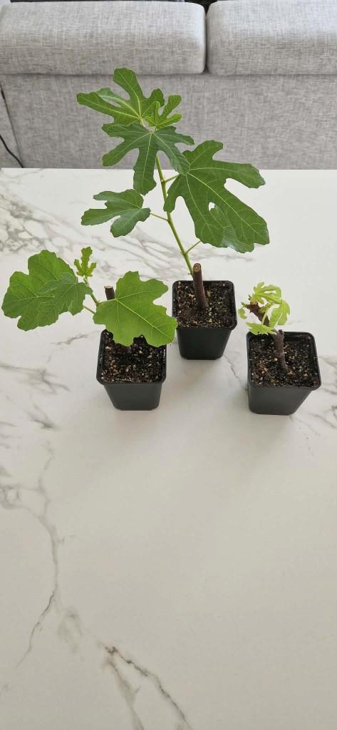 Black Madeira, Tuin en Terras, Planten | Tuinplanten, Vaste plant, Fruitplanten, Volle zon, Zomer, Ophalen of Verzenden