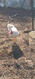 Haan, kruising van amrock en leghorn, Dieren en Toebehoren, Mannelijk, Kip