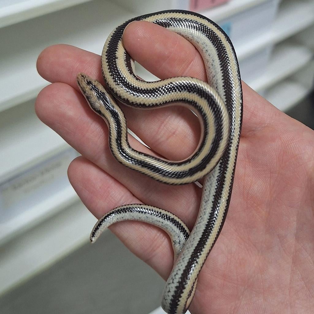 3 rosy boa san ignacio localiteit 2025, Dieren en Toebehoren, Reptielen en Amfibieën, Slang, 0 tot 2 jaar