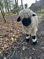 Walliser Schwarznase, Dieren en Toebehoren, Mannelijk, Schaap, 0 tot 2 jaar