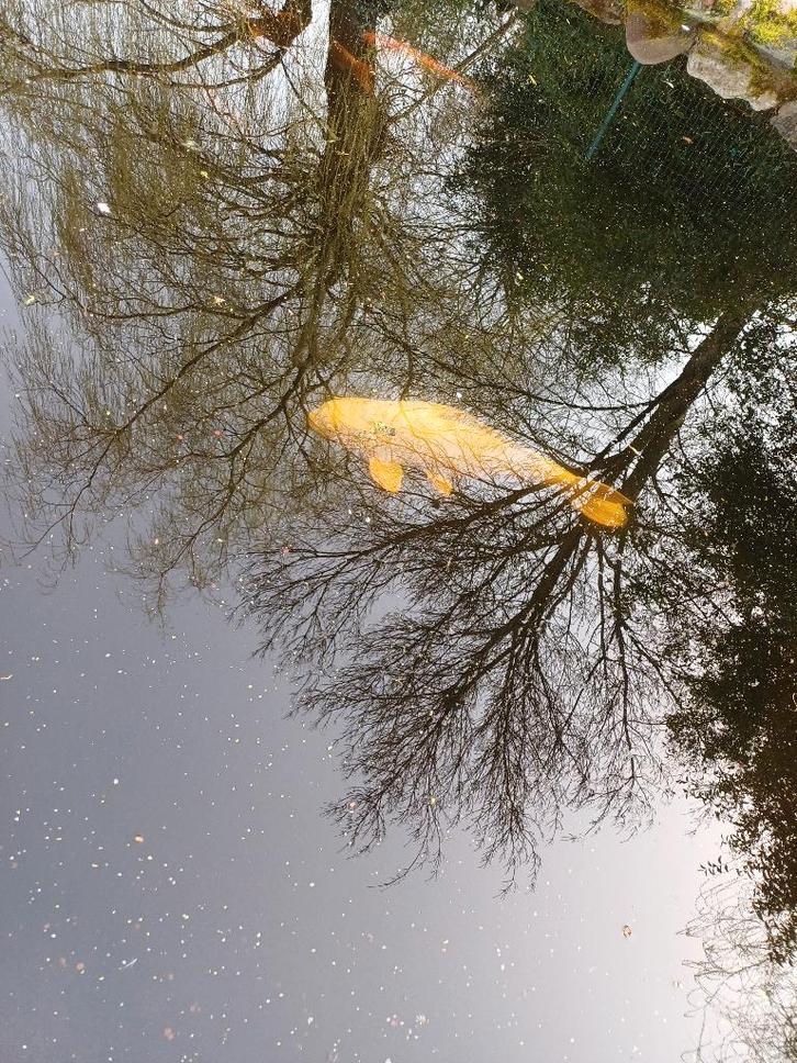 koi , zeelt , goudzeelt , voorn, Tuin en Terras, Vijvers, Gebruikt, Ophalen