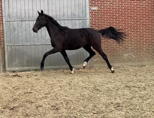 2 jarige ruin van Powerbank (lagere prijsklasse), Cheval de dressage, Hongre, 165 à 170 cm, 0 à 2 ans