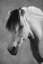 Paard te koop, Dieren en Toebehoren, Stalling en Weidegang, Weidegang, 1 paard of pony