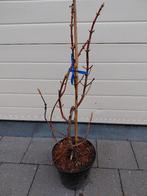 Hydrangea Petiolaris, Tuin en Terras, Ophalen