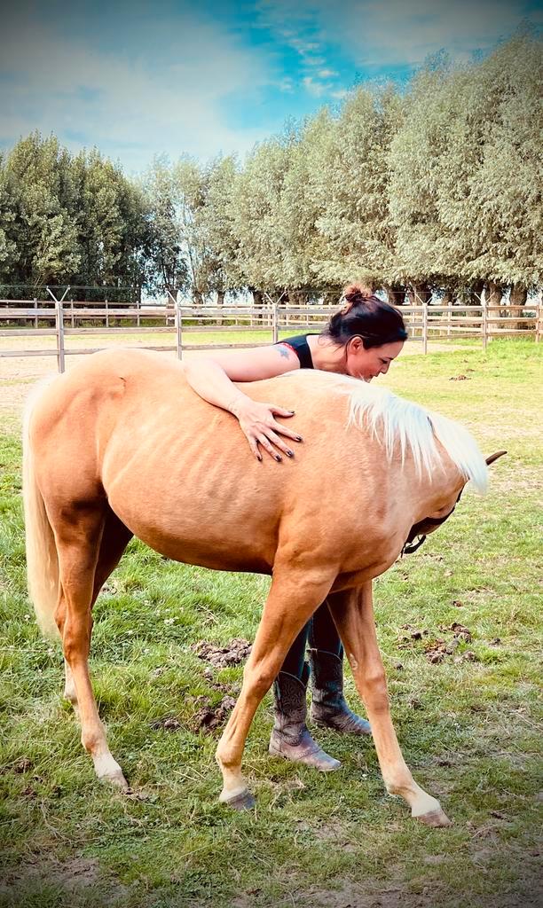 Quarter Horse - reining prospect - sterke bloedlijn, Dieren en Toebehoren, Pony's, Hengst