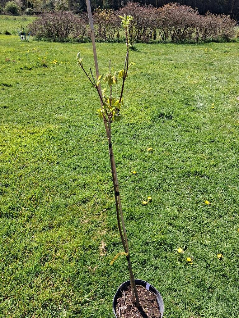 Erable Acer red sunset, Computers en Software, Chromebooks, Ophalen, Nieuw