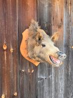 Tête de sanglier dressée, Enlèvement, Utilisé, Animal sauvage, Bois ou Tête