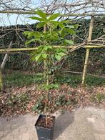 Aesculus bushii, Tuin en Terras, Volle zon, Vaste plant, Lente, Ophalen