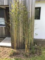 bamboe struiken, Tuin en Terras, Bamboe, Ophalen of Verzenden, Struik, 100 tot 250 cm