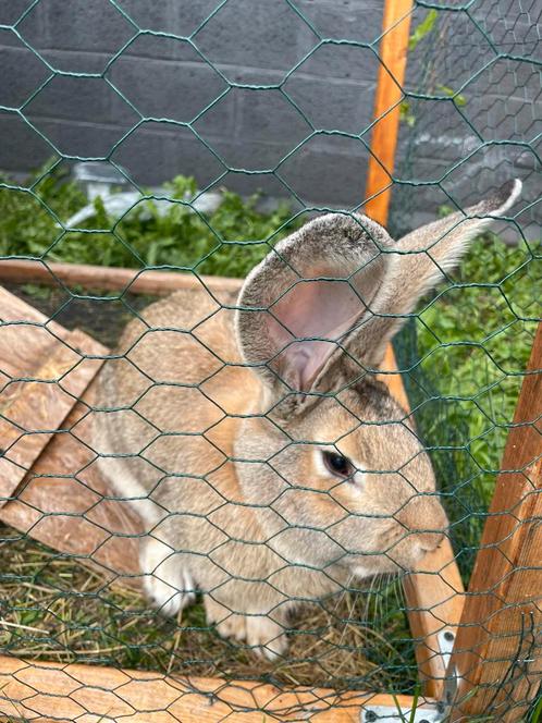 Lapin geant, Dieren en Toebehoren, Knaagdieren en Konijnen | Toebehoren, Zo goed als nieuw, Ophalen