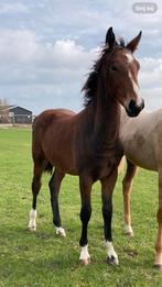 Luxe merrieveulen, Dieren en Toebehoren, Paarden