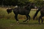 Jaarlinghengst van Asca Z, Dieren en Toebehoren, Paarden, Springpaard, Gechipt, Niet van toepassing, 0 tot 2 jaar