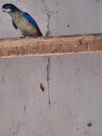 Brown rosella man tekoop, Animaux & Accessoires, Oiseaux | Perruches & Perroquets