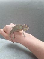 Jemen kameleon man, Dieren en Toebehoren