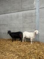 Boeregeiten, Dieren en Toebehoren, Schapen, Geiten en Varkens, Meerdere dieren, Geit, 0 tot 2 jaar
