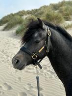 Top pony te koop, Dieren en Toebehoren, Gechipt, Ruin, Zadelmak, 3 tot 6 jaar