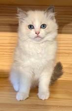 Ragdoll Kittens, Dieren en Toebehoren, Katten en Kittens | Raskatten | Langhaar, Meerdere dieren, Gechipt, 0 tot 2 jaar