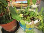 waterlelie, Ophalen, Zomer, Vaste plant, Halfschaduw