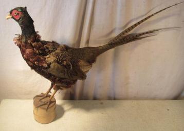 Mooi Opgezette Fazant beschikbaar voor biedingen