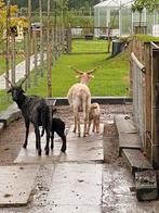 Hongaarse Racka schapen lammetjes mogen weg vanaf 01/09/24, Schaap, Meerdere dieren, 0 tot 2 jaar
