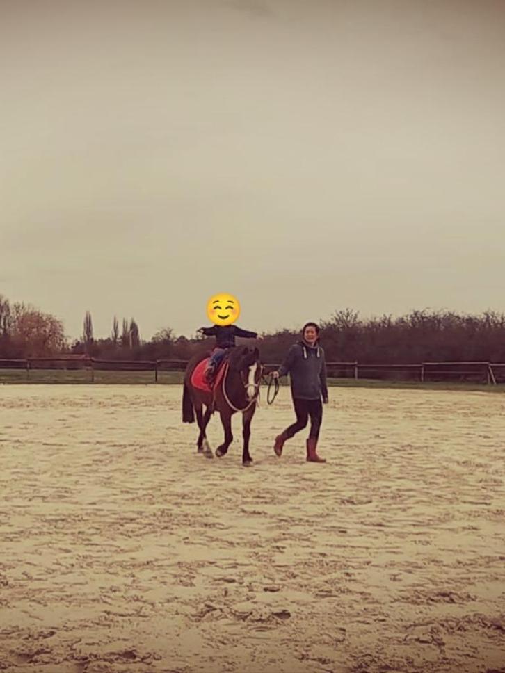 Sublieme Welsh C merrie, Dieren en Toebehoren, Paarden, Merrie, L, Minder dan 160 cm, 11 jaar of ouder, Met stamboom, Gechipt