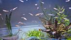 Jonge rainbow shiners van eigen kweek ( foto 1-3 ), Dieren en Toebehoren, Vissen | Aquariumvissen, Vis, Zoetwatervis, Schoolvis
