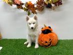 Witte Siberische Husky pups, Dieren en Toebehoren, België, CDV (hondenziekte), 8 tot 15 weken, Poolhond