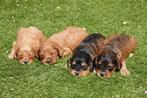 Prachtige Cockapoo pups, België, Overige rassen, CDV (hondenziekte), 8 tot 15 weken