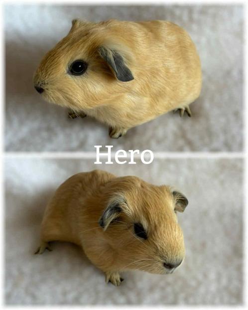 Beertje , California gladhaar mag verhuizen, Dieren en Toebehoren, Knaagdieren, Mannelijk, Cavia, Juli, Tam