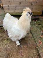 Witte Zijdehoen Haan, Dieren en Toebehoren, Pluimvee, Mannelijk, Kip