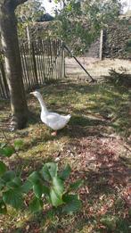 Witte gans (2jaar oud)