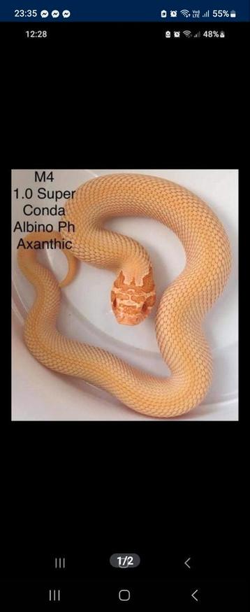 Terrario stop verschillende slangen te koop 